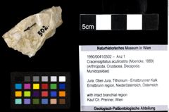 Foto (Objekt + Etiketten) von Cracensigillatus acutirostris (Moericke, 1889) 